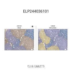 GILET CORTO BOTTONI Elisa Cavaletti ELP244036101